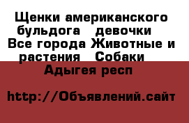 Щенки американского бульдога ( девочки) - Все города Животные и растения » Собаки   . Адыгея респ.